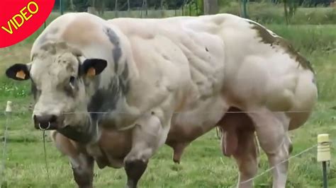Mutant Belgian Blue Bull Stuns With Shockingly Muscle Bound Body
