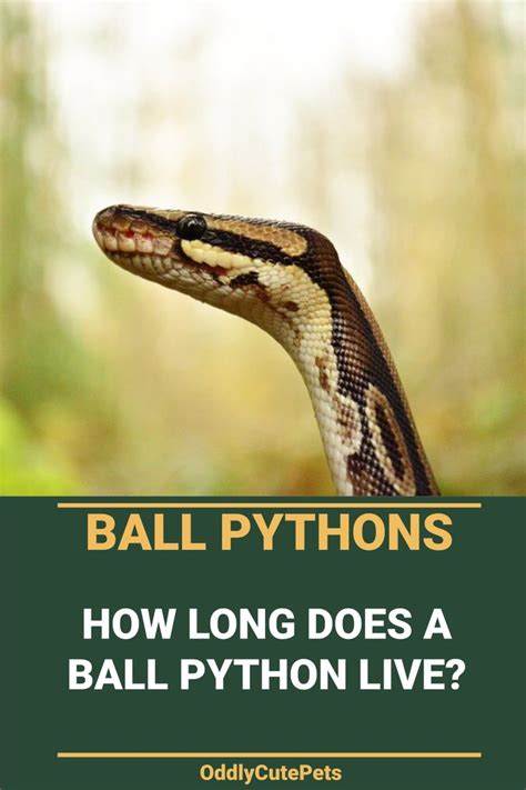 Why did my baby ball python die? How Long Does A Ball Python Live | Ball python, Python ...
