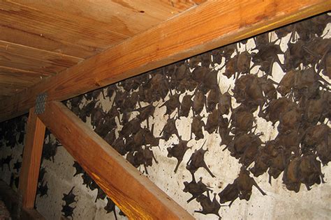 The most stubborn colors tend to be blue, yellow, and green, so the cost may increase if you need these challenging. How Much Does it Cost to Remove Bats from an Attic?