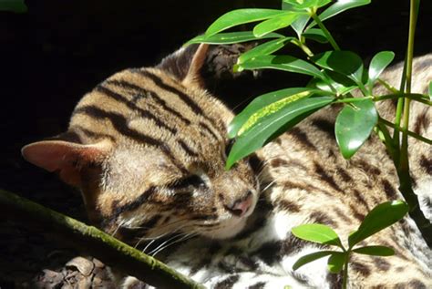 The top 12 national parks in malaysia. Malaysia: Online Wildlife Traffickers Arrested, Released ...