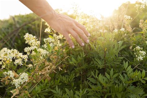 Conhe A Esp Cies De Plantas Medicinais Que Possuem O Poder De Cura