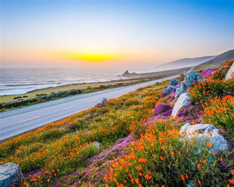 Beach Morning Sunrise Poppies High Quality Wallpaper Preview