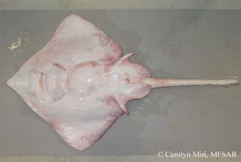 Abyssal Skate Rajella Bathyphila