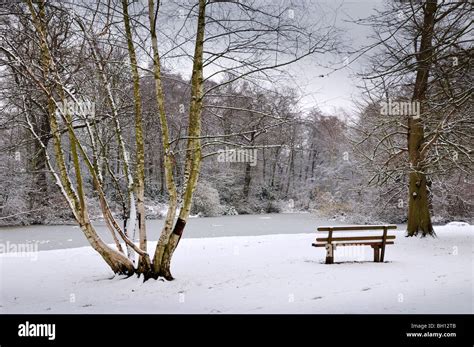 Park Bench In Snow Covered Woods Stock Photo Alamy