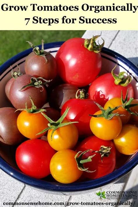 How To Grow Tomatoes Organically 7 Steps For Success Growing Tomatoes
