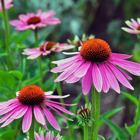 Top 8 How To Collect Echinacea Seeds In 2022 Gấu Đây