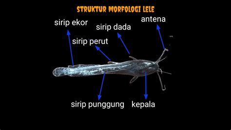 Vidio Hasil Praktikum Pengamatan Morfologi Dan Anatomi Pisces Ikan