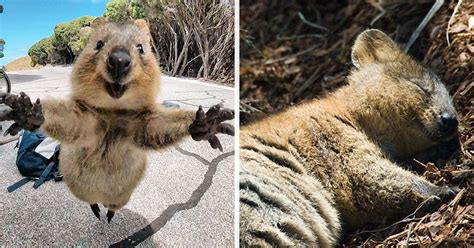 These Pics Of Quokkas Show That Theyre The Happiest Animals In The