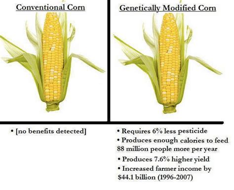What Are Real Differences Between Organic And Conventional Types Vs