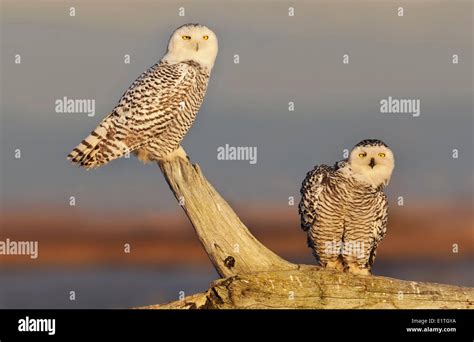 Two Snowy Owls Bubo Scandiacus Fotografías E Imágenes De Alta