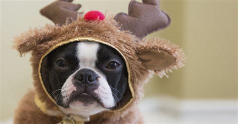 15 Puppies That Are Having A Rough Holiday Season Huffpost