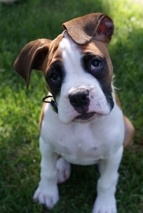 Boxer Puppy Oh My Gosh I Want Him Its So Fluffy