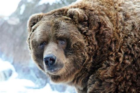 The Kodiak Bear The Largest Bear In The World Owlcation