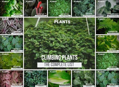 Complete List Of Vine Plants For Vivariums And Care Guide Tips