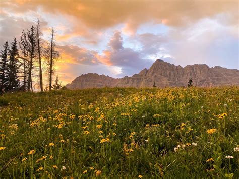 Colorado Wildflowers When And Where To See Them