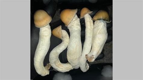 Penis Envy Mushrooms Densest Variety Of Magic Mushrooms