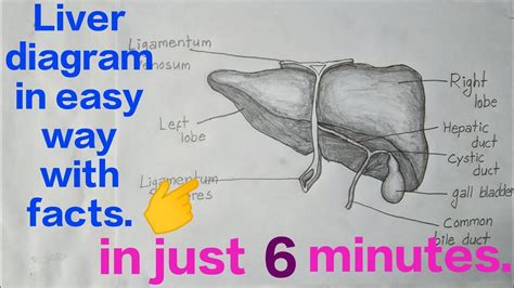 Liver Diagram How To Draw Liver Diagram In Easy Way Trick To Draw