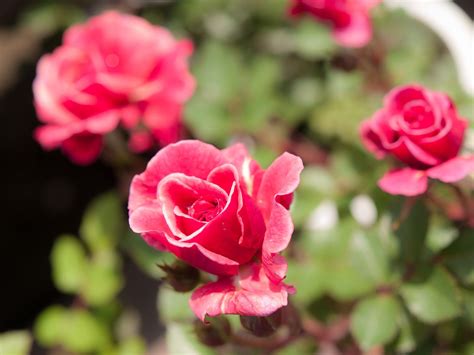 Kordana Miniature Rose Care And Growing Instructions