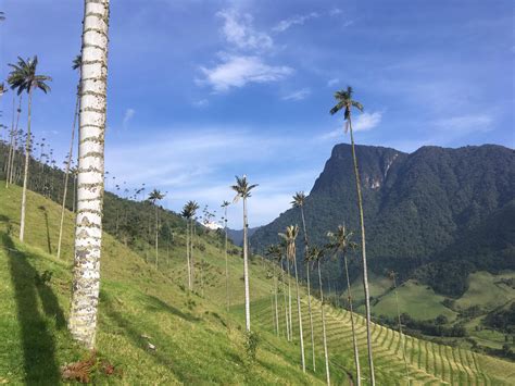 Wax Palms in La Valle de Cocora, Colombia . The national tree of ...