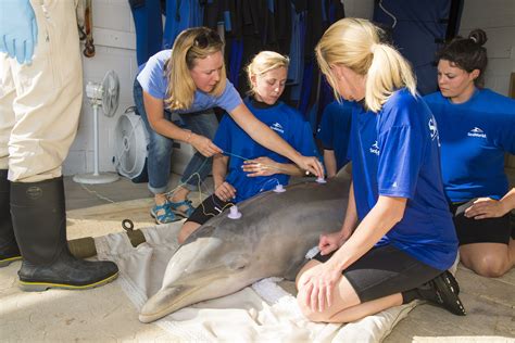 Seaworld Orlando Facilitates Hearing Test For Rescued Dolphin Coaster