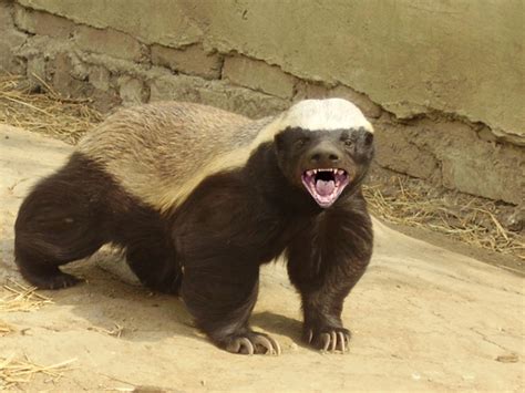 The Worlds Most Fearless Creature Is The Honey Badger
