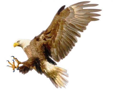 Bald Eagle Flying Hand Draw And Paint On White Stock Photo By