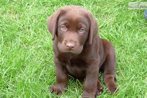 I am an experienced lab owner but have decided to rescue rather than take on a pup this time. Labrador Retriever puppy for sale near Chicago, Illinois ...