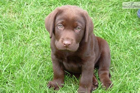 Paisley & ch epoch's jolly folly litter. Labrador Retriever puppy for sale near Chicago, Illinois ...