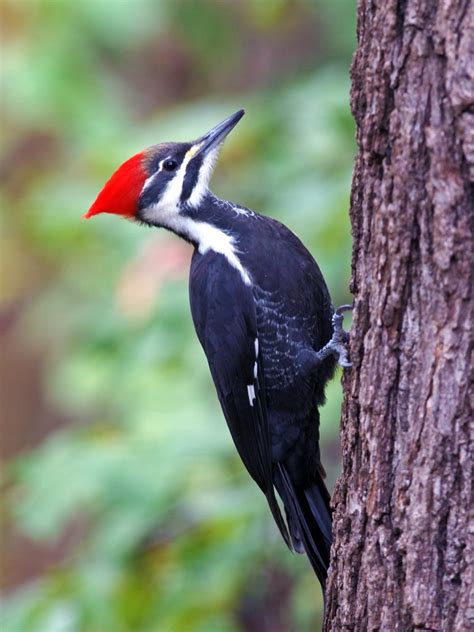 Pileated Woodpecker - FeederWatch