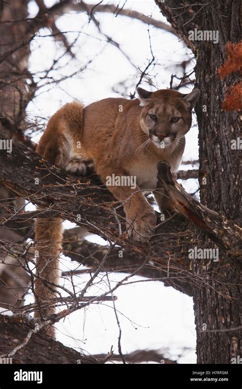 Mountain Lion Cougar In Tree Branches Stock Photo Alamy