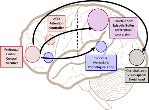 frontiers working memory from the psychological and neurosciences perspectives a review