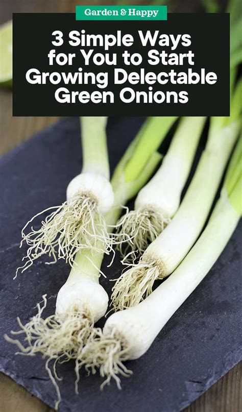 Onions form the bedrock of many culinary creations. How to Start Growing Green Onions - Garden and Happy