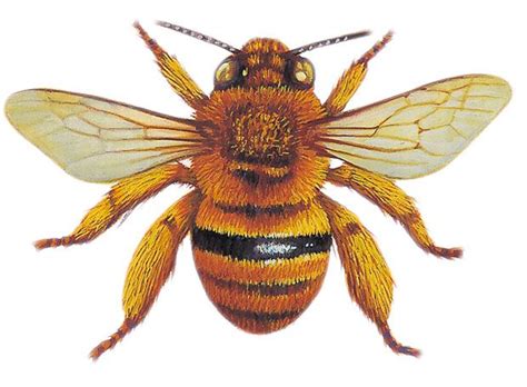 Gallery Deadly Bees In Australia Australian Geographic Bee Native