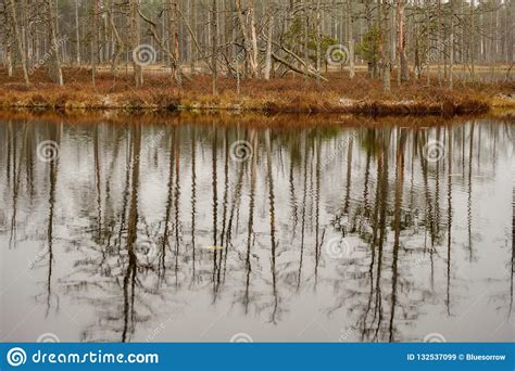 Swamp Landscape View With Dry Pine Trees Reflections In Water A Stock