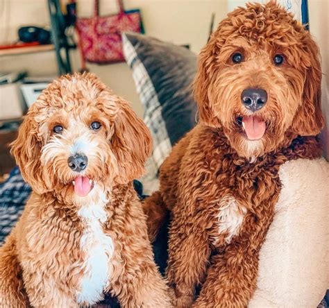 These colors are all controlled by the same gene, with the shade of color determined by the intensity of the inherited gene. Which Goldendoodle Size? Mini, Medium, Standard - We Love ...