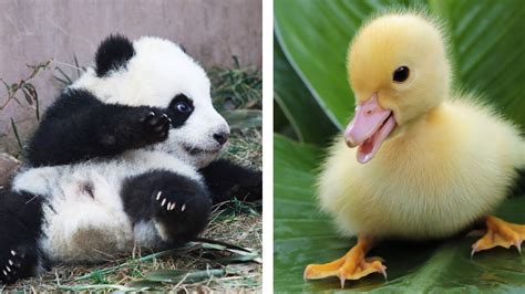All Kinds Of Adorable Baby Animals The Cutest Baby Animals Youtube