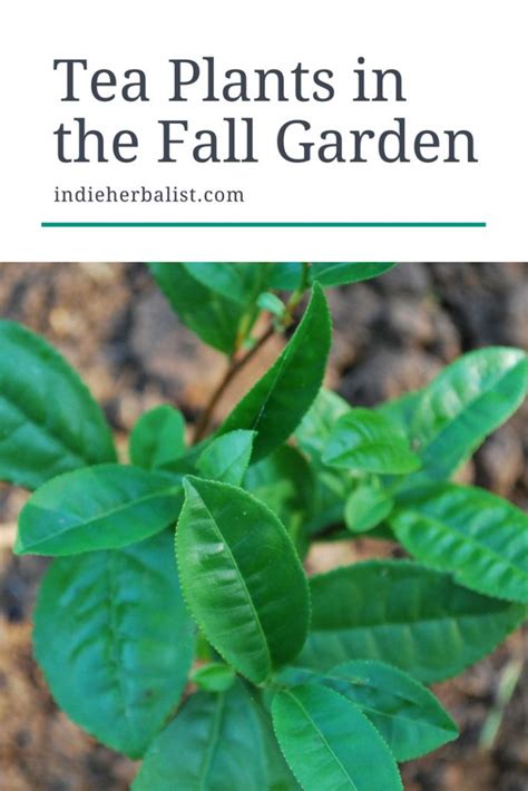 How To Plant Tea Bushes In A Fall Garden Indie Herbalist