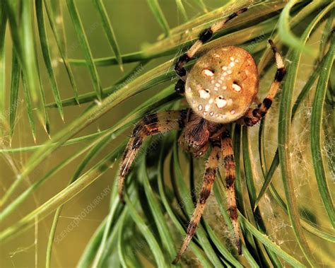 European Garden Spider Stock Image C0197597 Science Photo Library