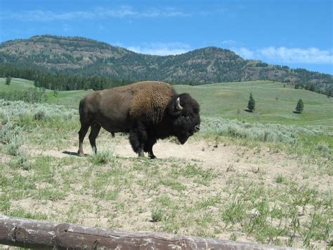 Animals Of Yellowstone Wikipedia The Free Encyclopedia