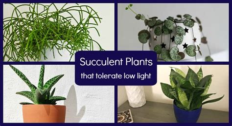 Low Light Succulents 12 Choices To Grow In Your Home Or Office
