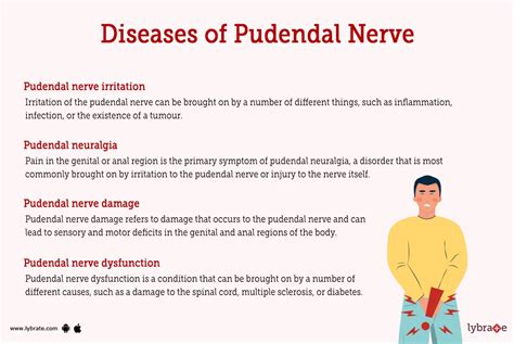 Pudendal Nerve Human Anatomy Image Functions Diseases And Treatments