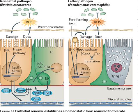 Gut Microbiota And Homeostasis