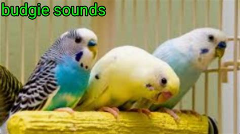 Singing Budgie Happy Song Most Beutifull Song Ever Parakeet