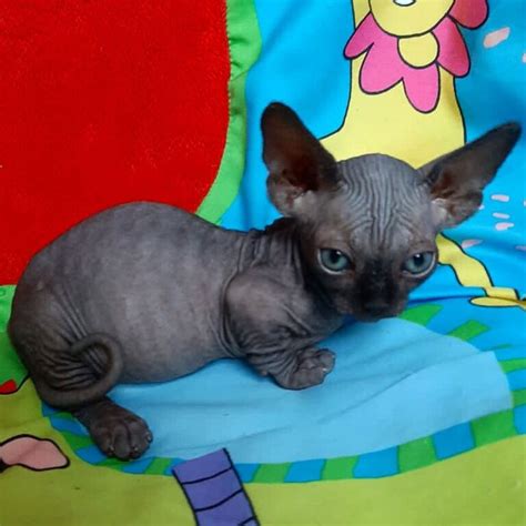 Russian Sphynx Breeders Archives Paradise Kittens