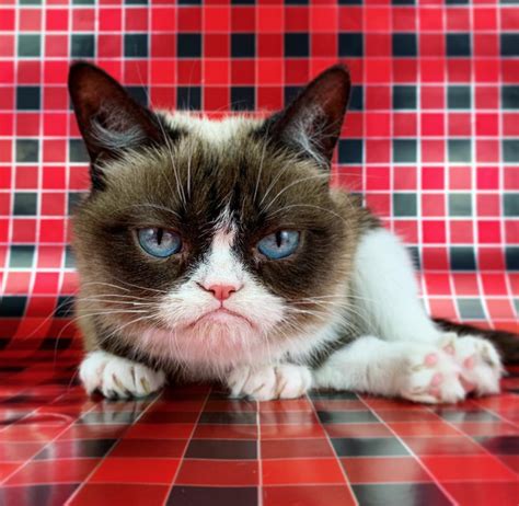 Internet Sensation Grumpy Cat Dies Aged Seven Gossie