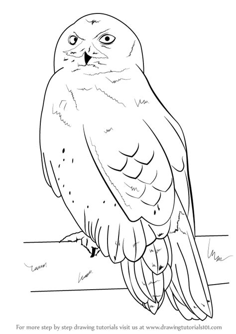 Learn How To Draw A Snowy Owl Birds Step By Step Drawing Tutorials