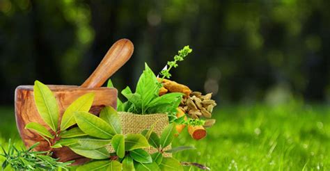 Free 4k Ayurvedic Medicine Background Most Searched Austin Partners