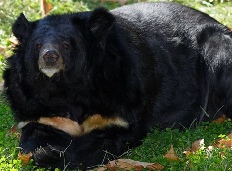 Asiatic Black Bear Laying Down Jpmatth Flickr