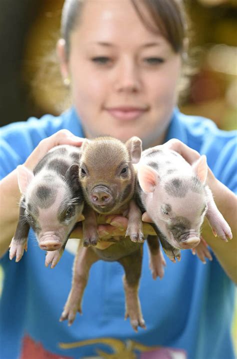 Pictures Of Adorable Micro Pig Who Thinks Her Mum Is A Rabbit Nature