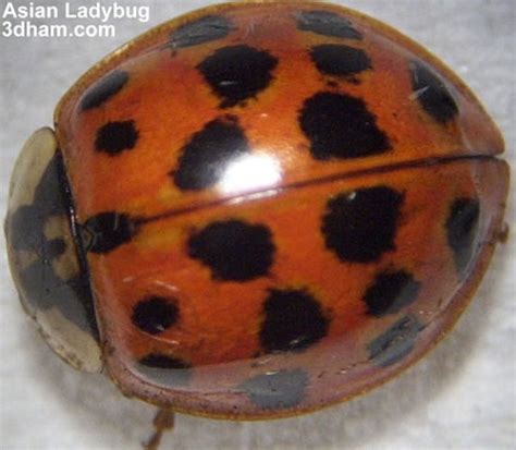 why do ladybugs have spots